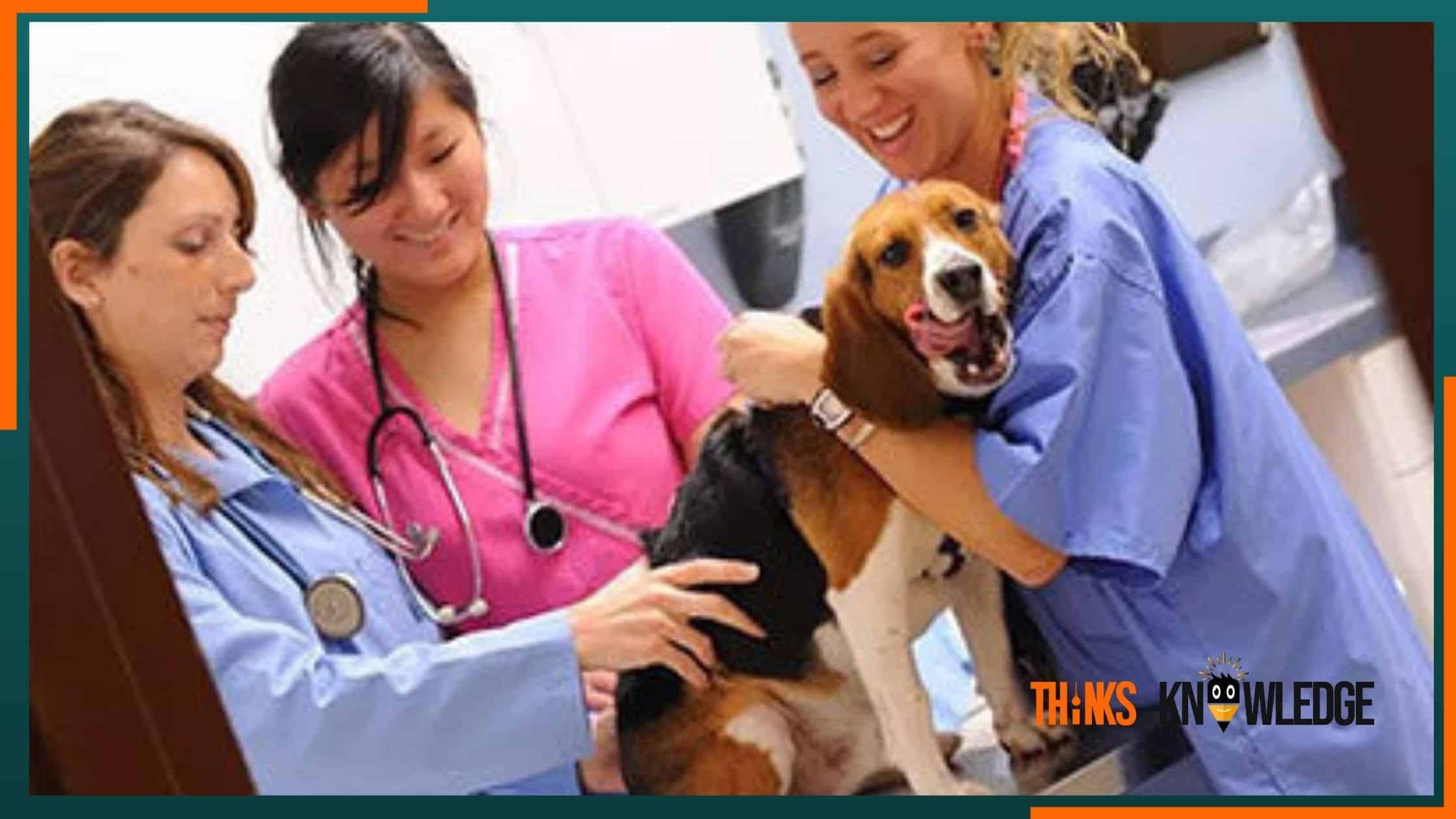 How to a Veterinary Doctor After 12th in India Thinksknowledge