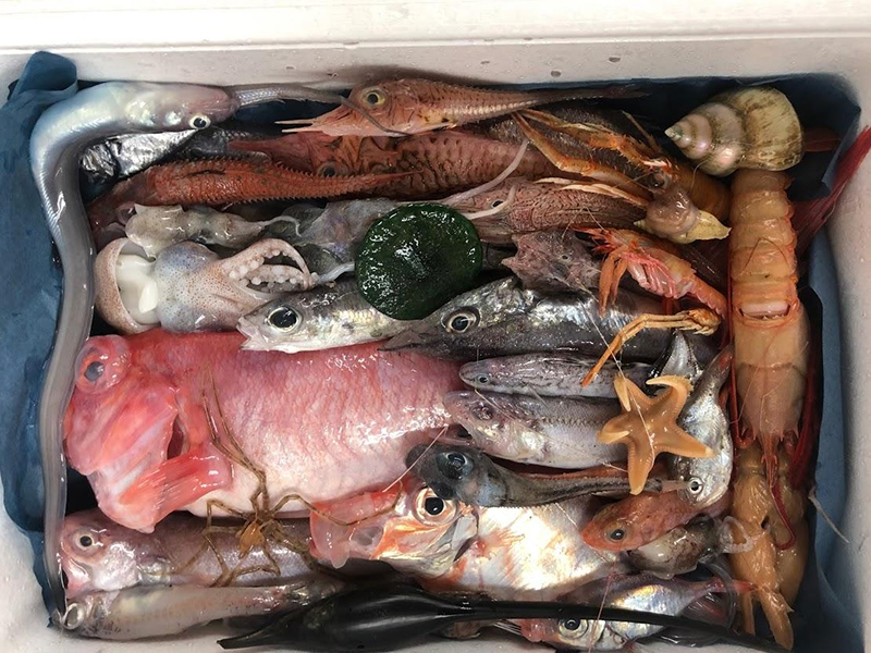 静岡県・沼津「深海魚直送便」 政策シンクタンクPHP総研
