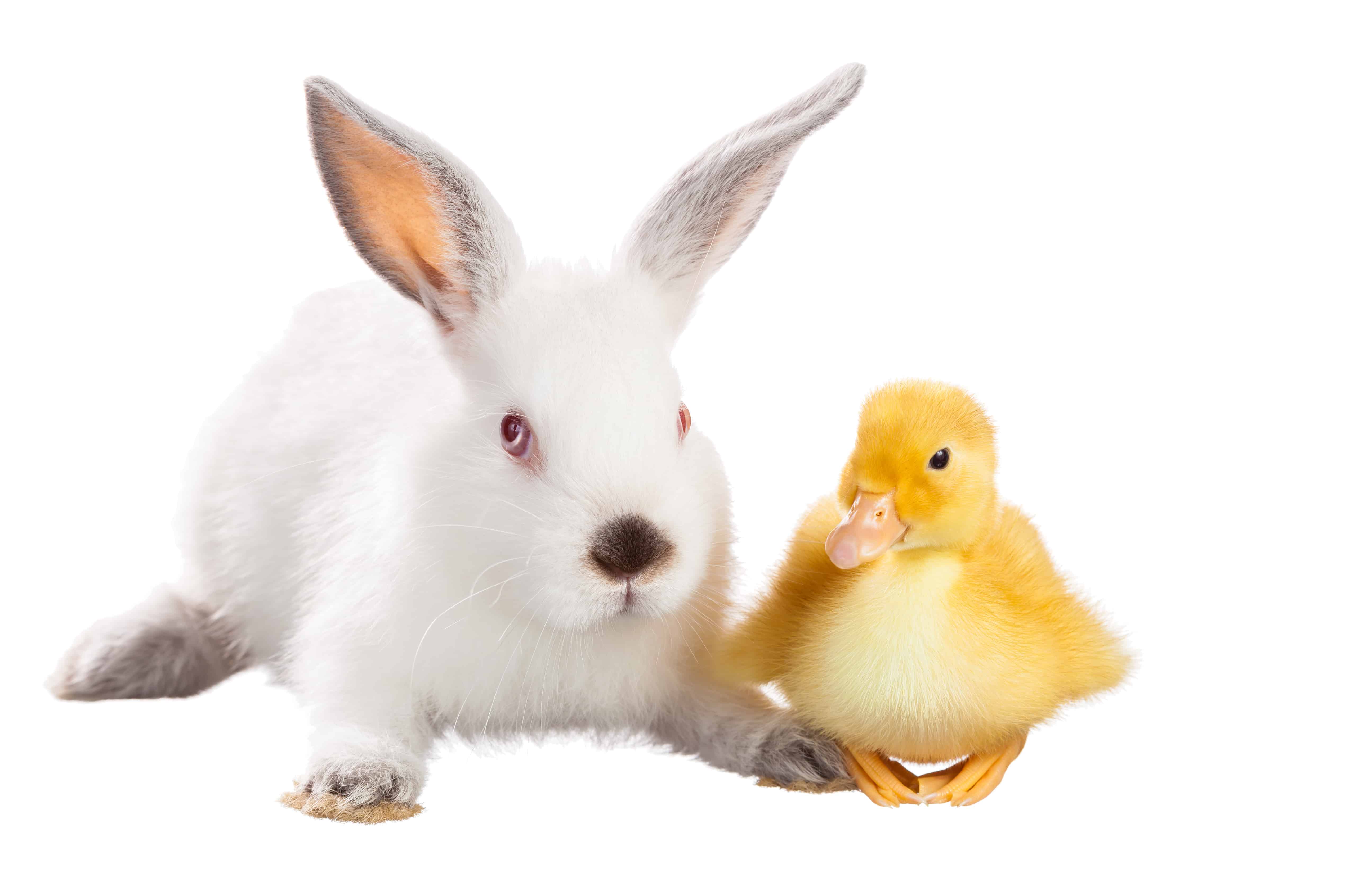 HAPPY EASTER! ARE YOU A RABBIT, A DUCK, AN EAGLE OR A SQUIRREL? THINK