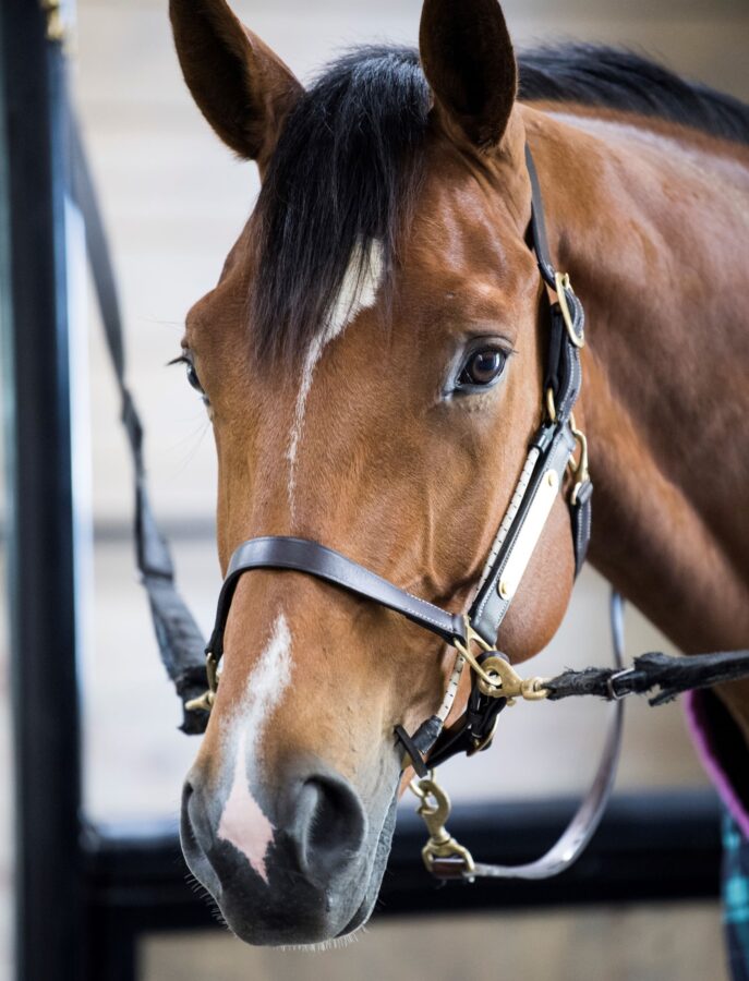 Busy Buddy Horse Calmer Relaxation Tool for Horses ThinLine