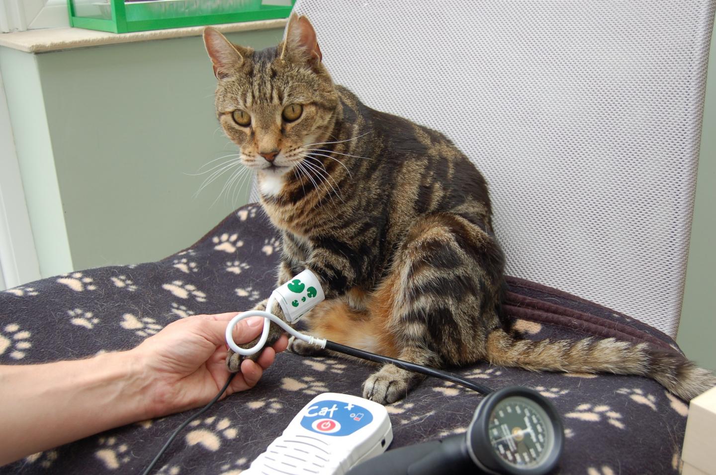 Keep Calm and Measure Cats' Blood Pressure!