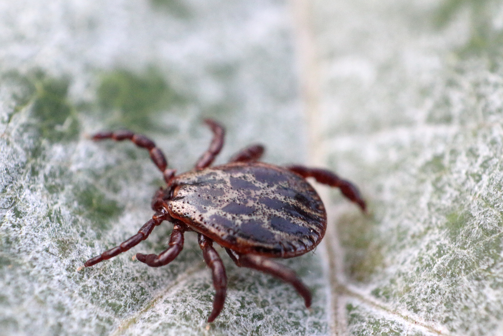 Lyme Disease What Should Doctors Tell Their Patients? thirdAGE
