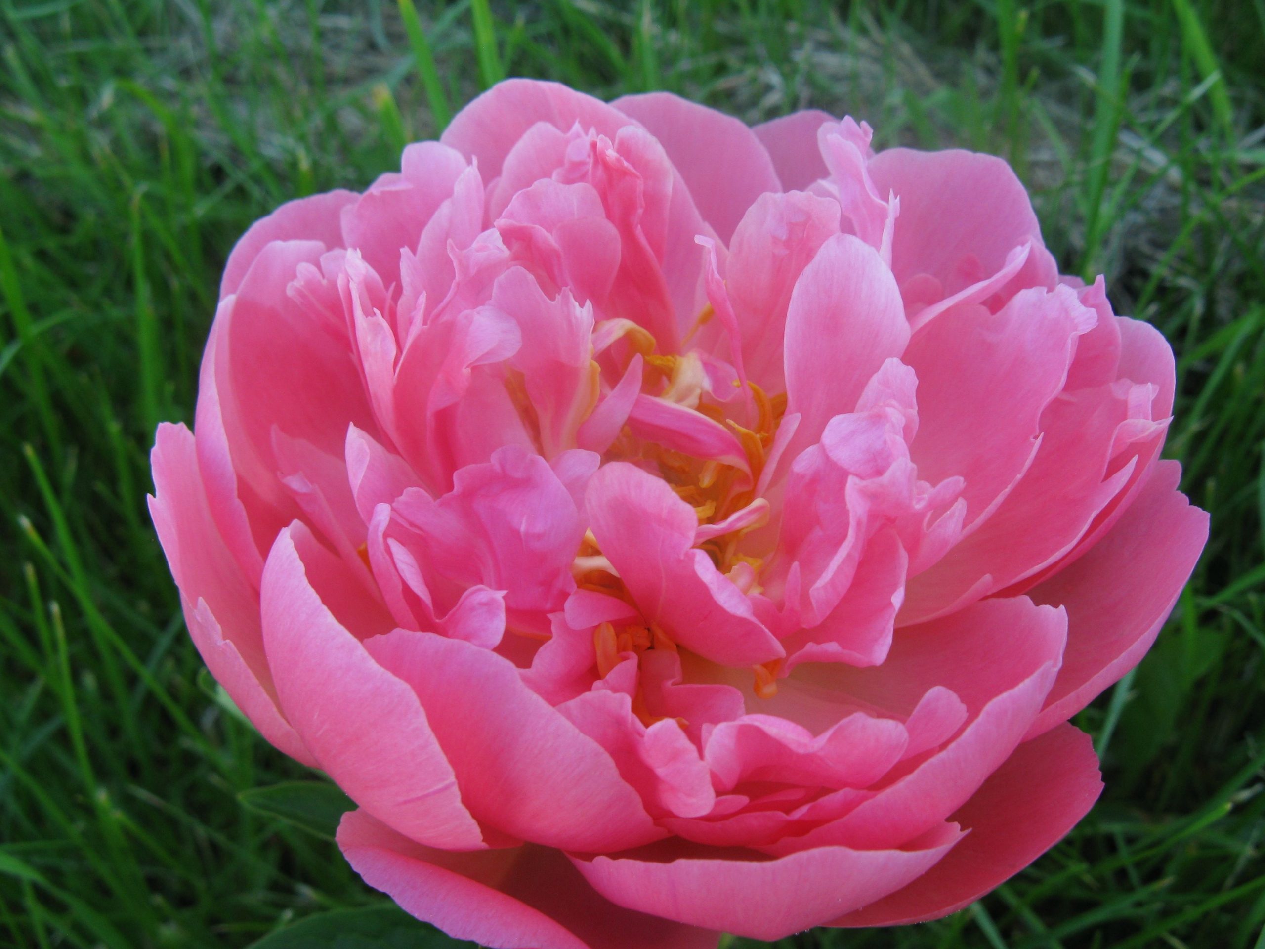 Cut Peony Flower Bouquet, 5week CSA share Third Branch Flower
