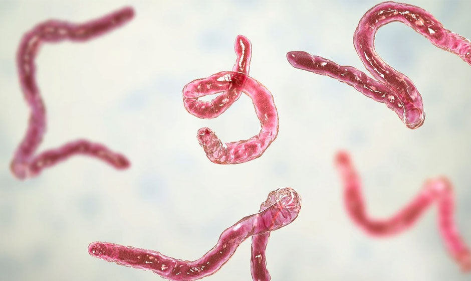 What You Need to Know About Worms Under a Microscope ThirdClover