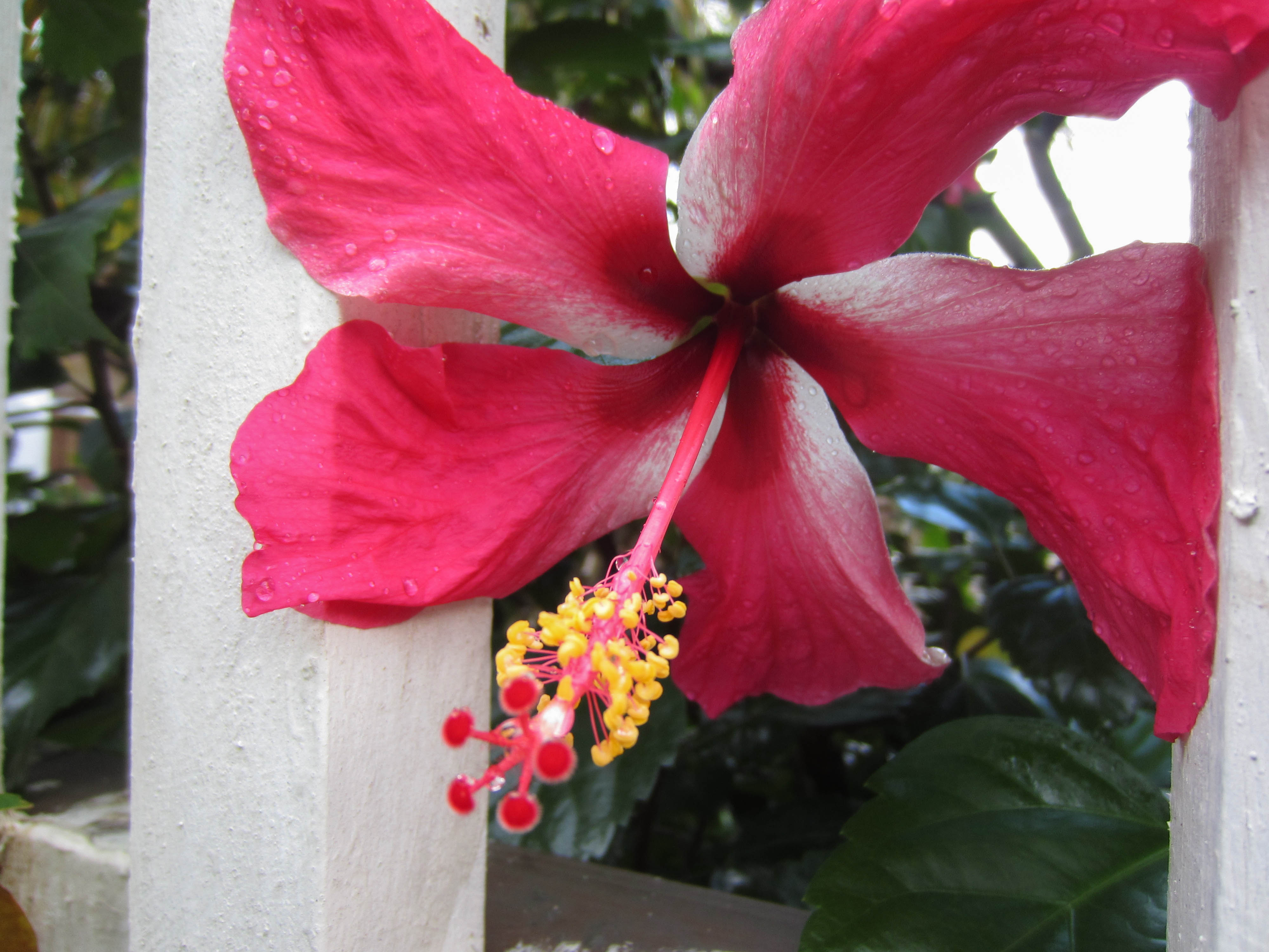 Honduras National Flower Facts Best Flower Site