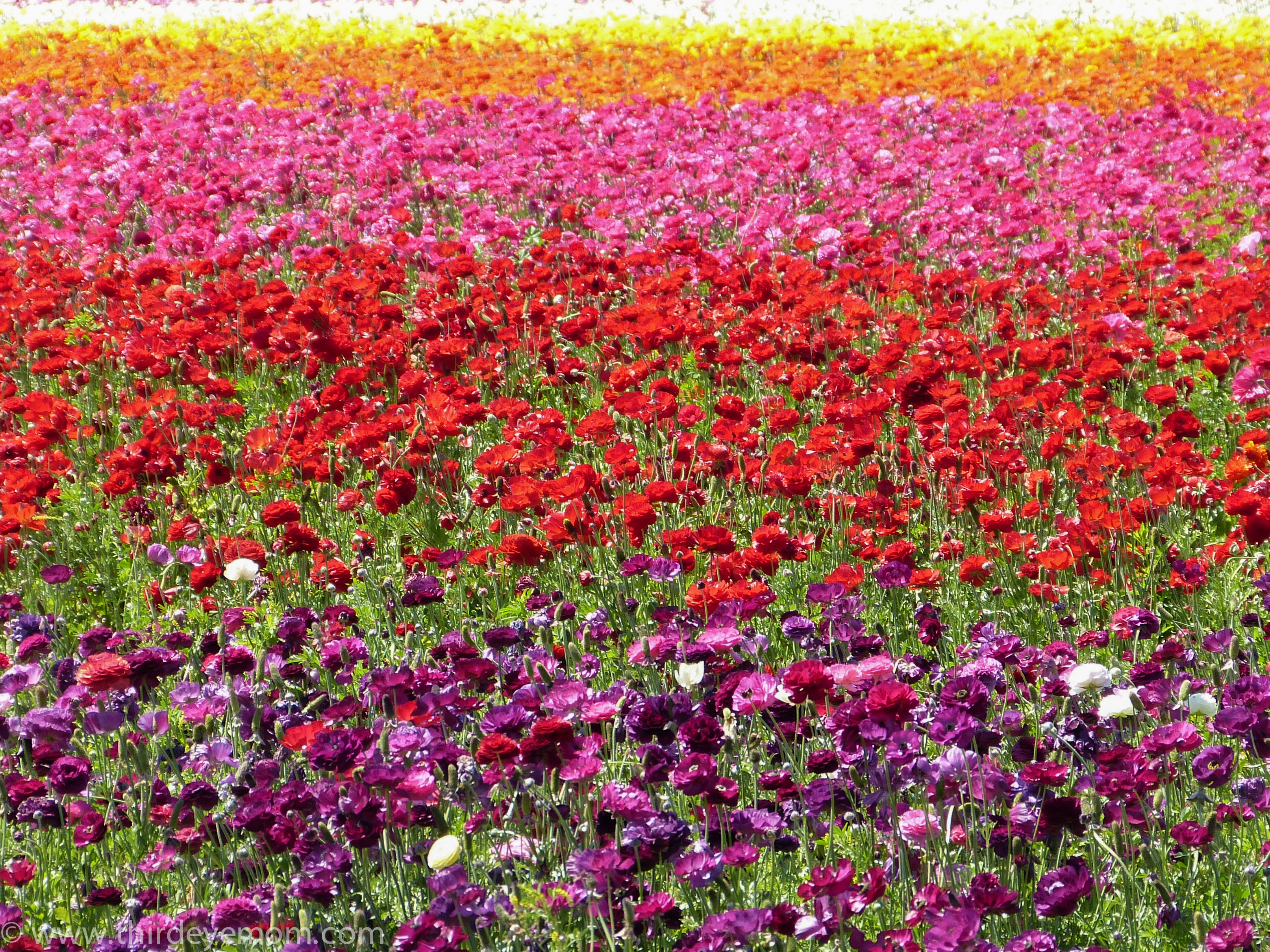 P10709621 Thirdeyemom