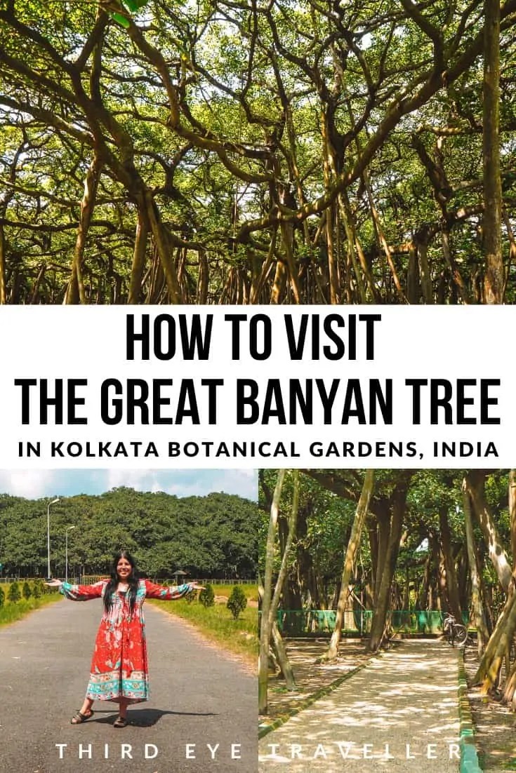 The Great Banyan Tree & 8 Important Tips For Visiting Kolkata Botanical