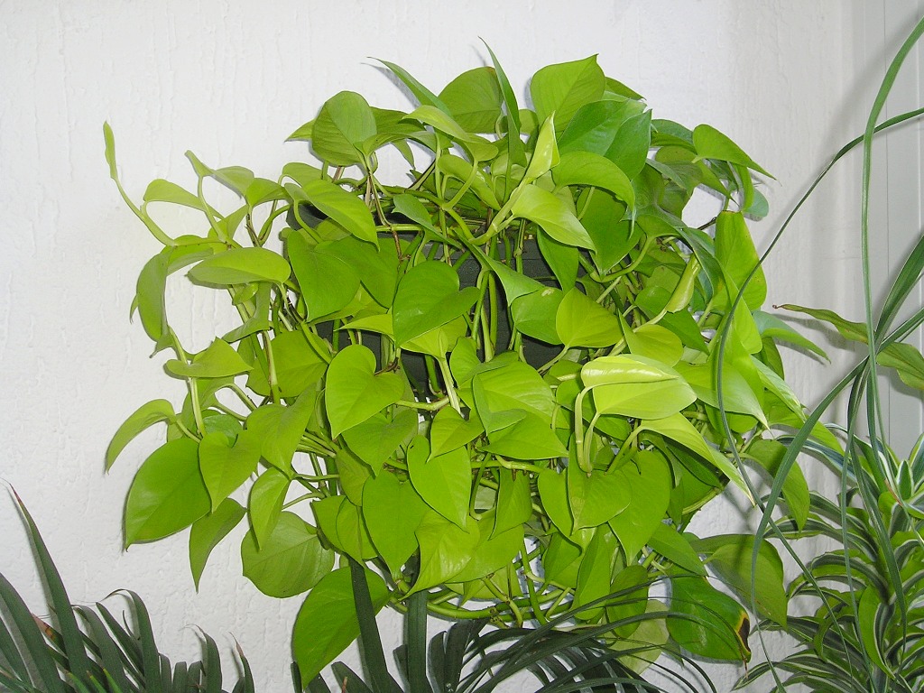 8 Powerful Plants That Detox the Air in Your Home (Guide) Third Monk
