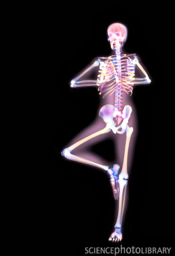 XRay Yoga The Bones Behind The Poses (Video) Third Monk