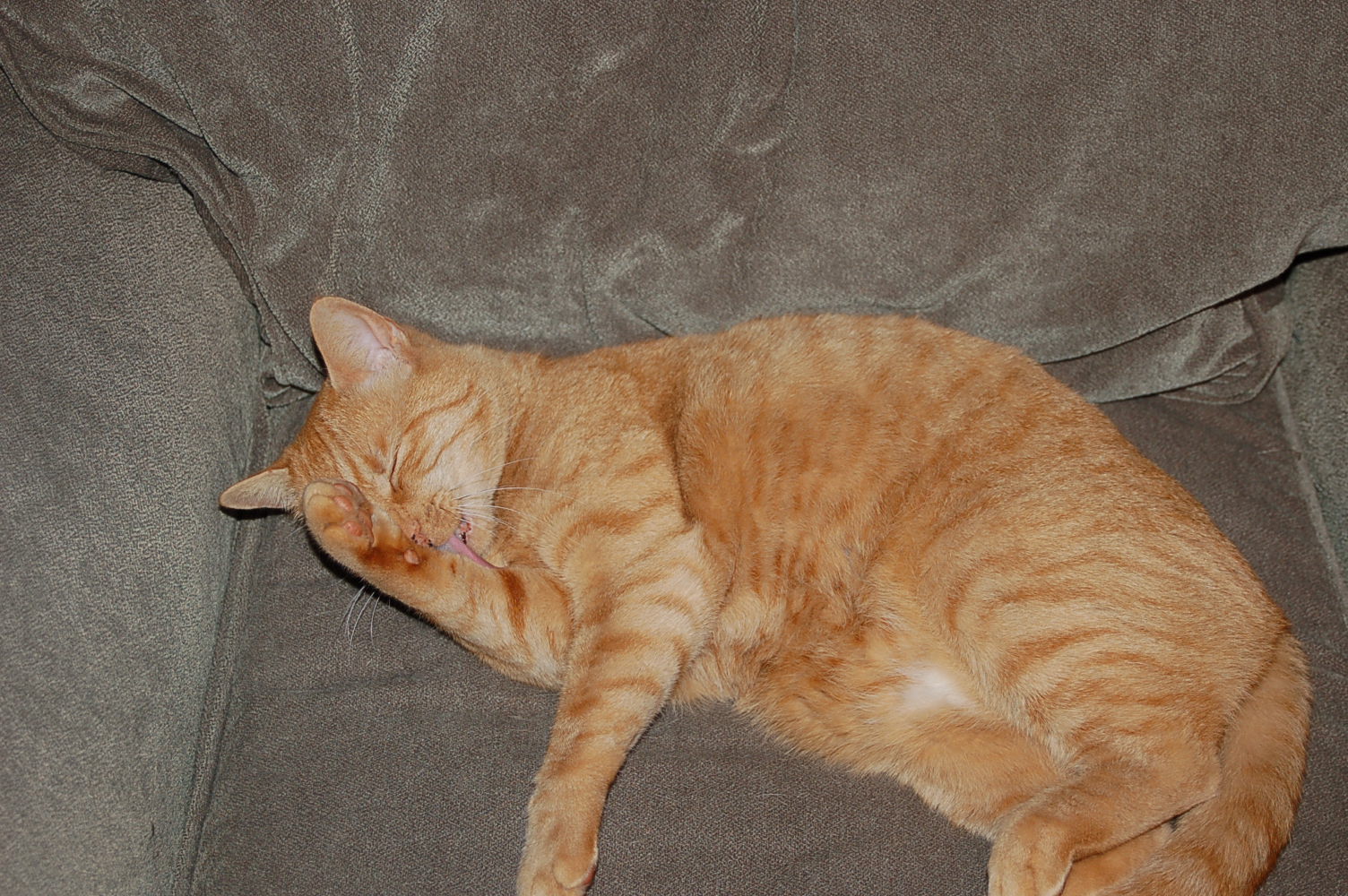 Why Cats Purr