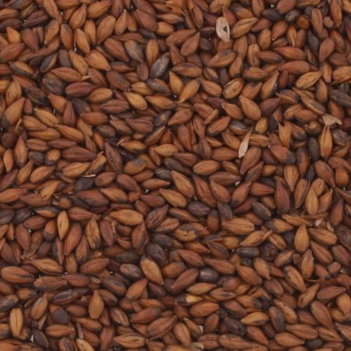 Roasted Barley (Briess) The Thirsty Quaker