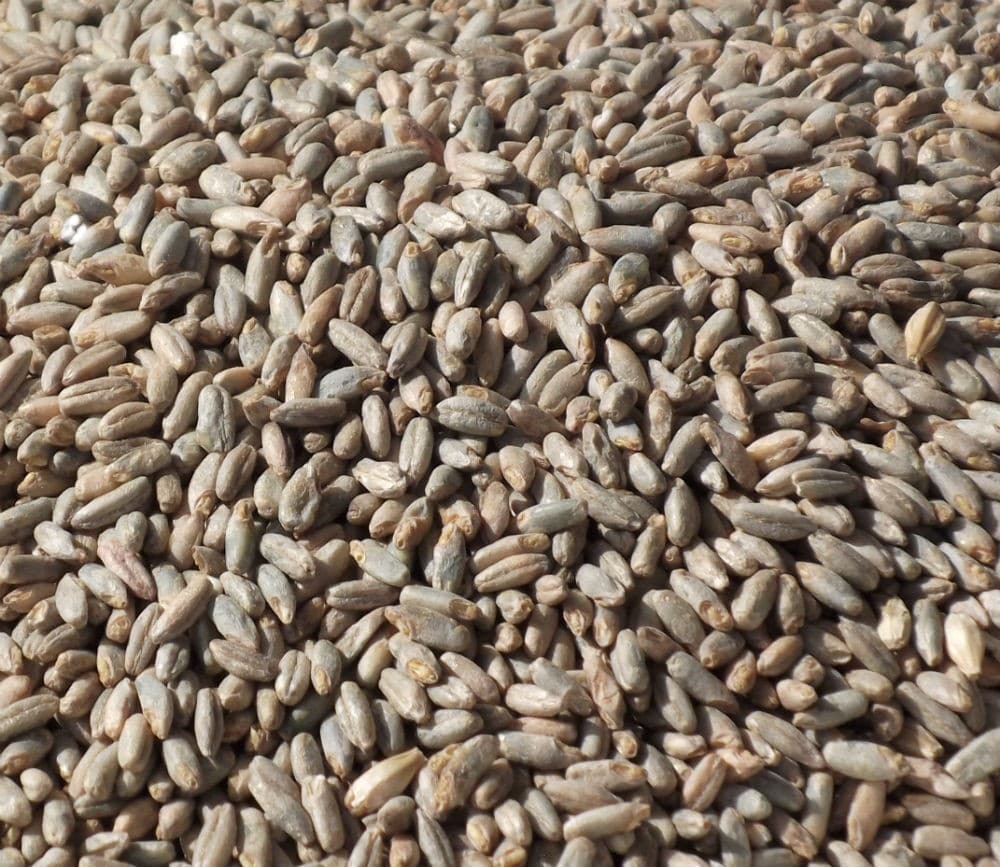 Rye Malt (Proximity) The Thirsty Quaker