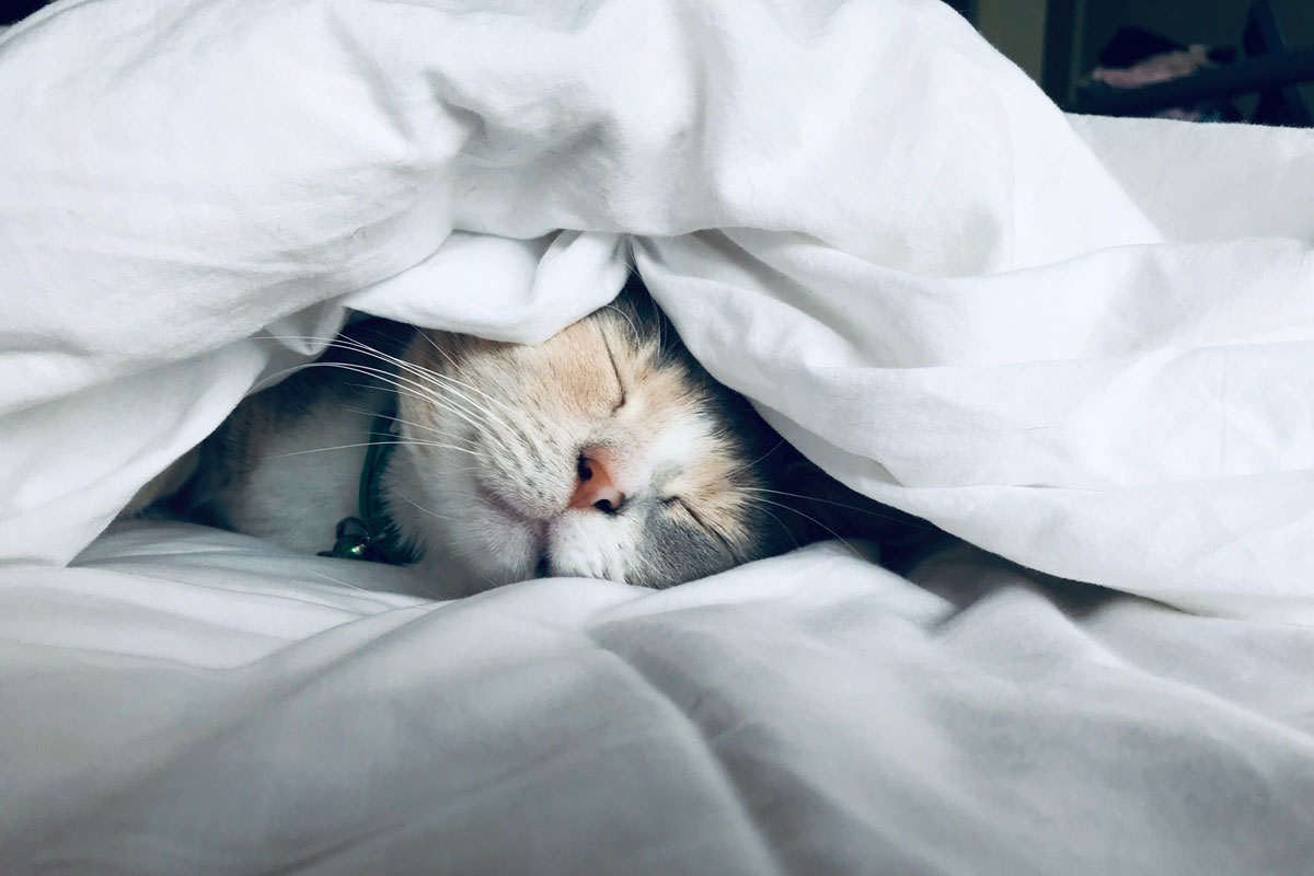 Why Isn't My Cat Sleeping In Her Bed at Maria Couture blog