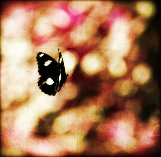 Butterflies Chasing and Circling Round and Round What This Beast