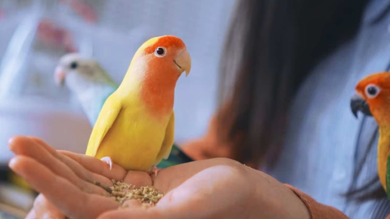 Thinking of Getting a Parakeet? Expert Advice for FirstTime Owners