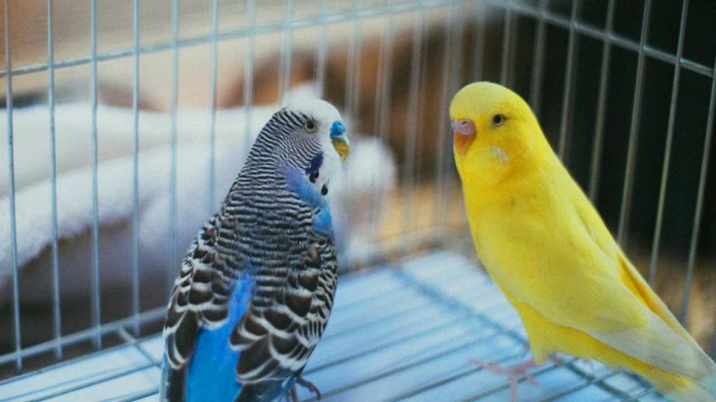 My Parakeet Laid an Egg on the Cage Floor! Key Insights and Care Tips