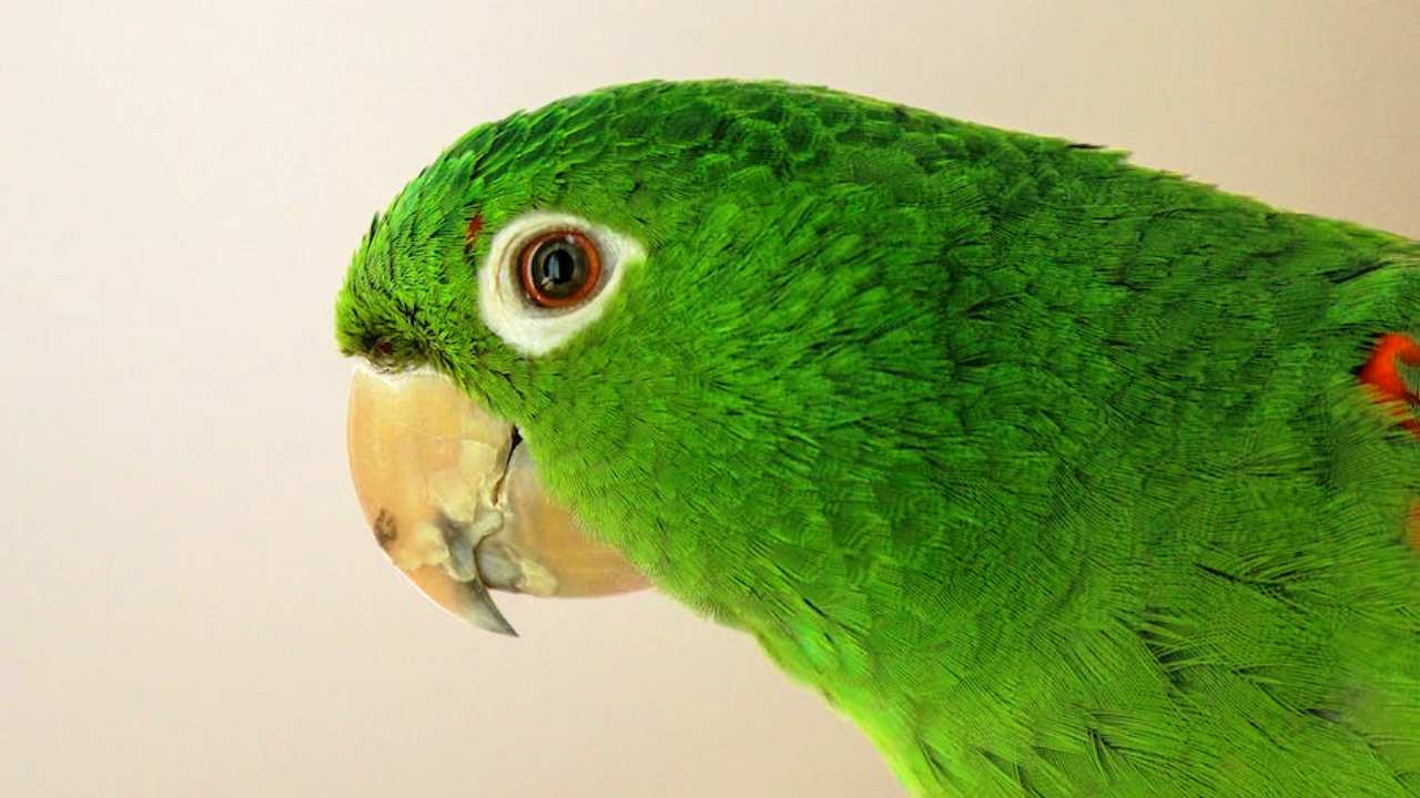 Thinking of Getting a Parakeet? Expert Advice for FirstTime Owners