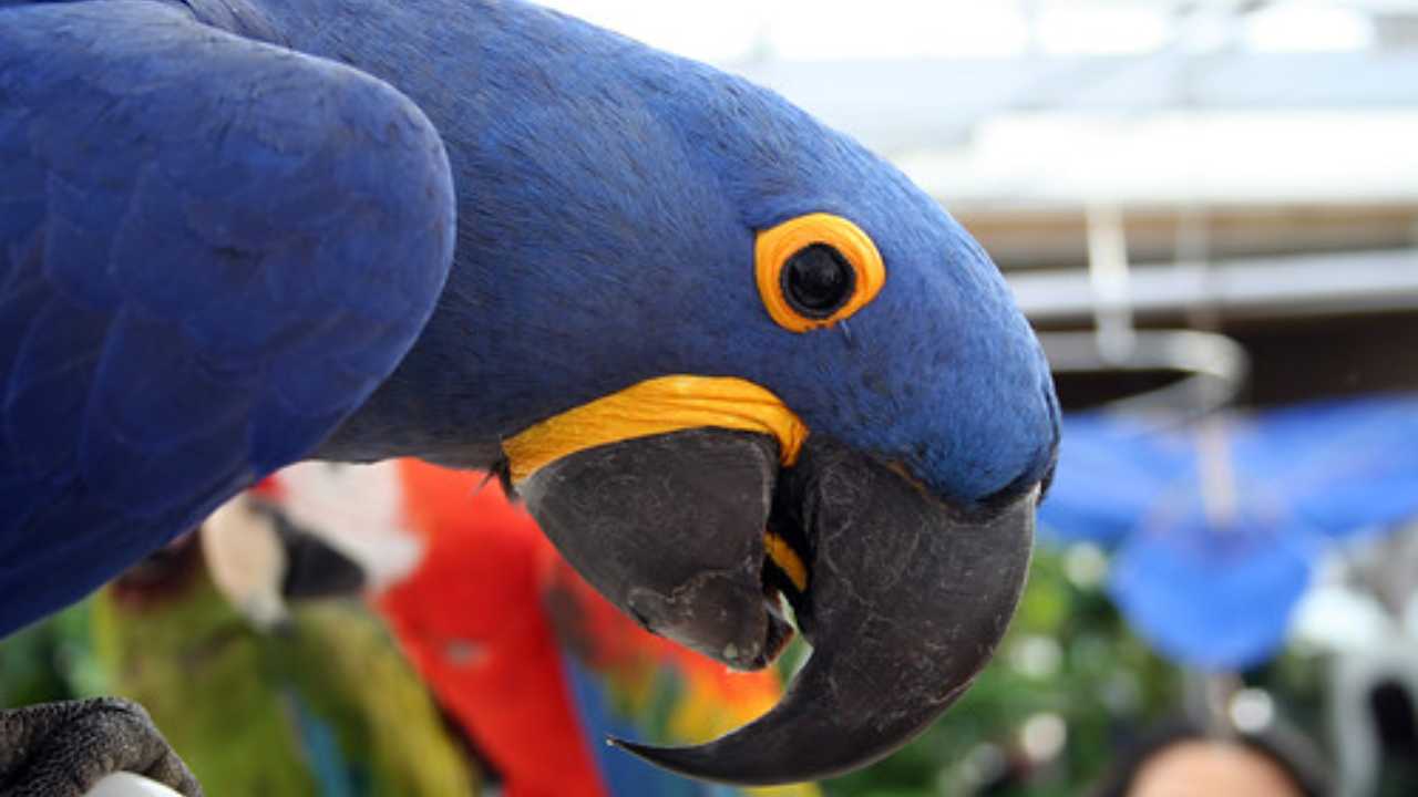 Why Is My Parrot's Beak Turning Black? Expert Answers ThisBirdTalks
