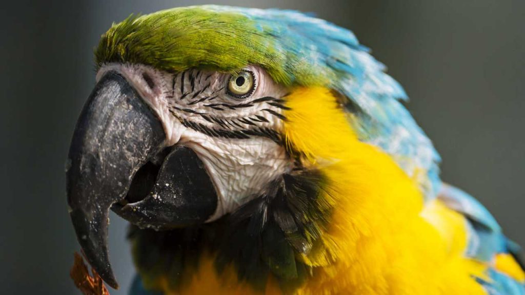 How Often Do Parrots Lay Eggs? A Quick Guide to Parrot EggLaying