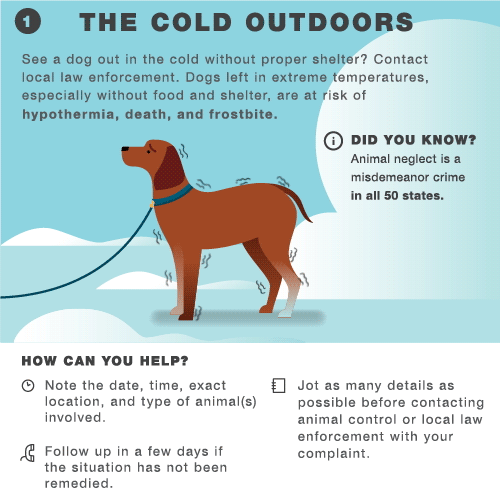 How Cold Is Too Cold For A Dog Outside