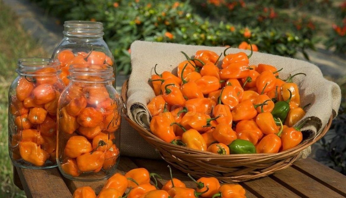 How To Grow Habanero Peppers? 6 Easy Steps To Grow It Up