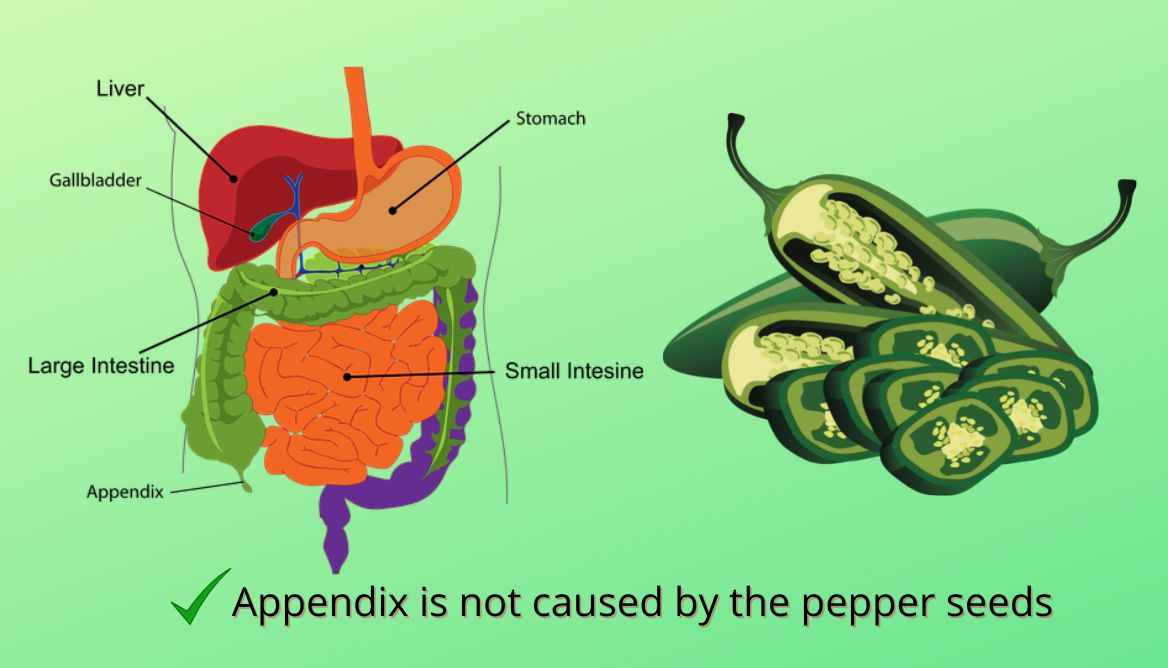 Can You Eat Red Pepper Seeds 3 Reasons Why It's Not Desirable