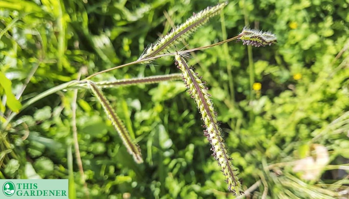 10 Grass Looks Like Wheat Giant Foxtail, And More!