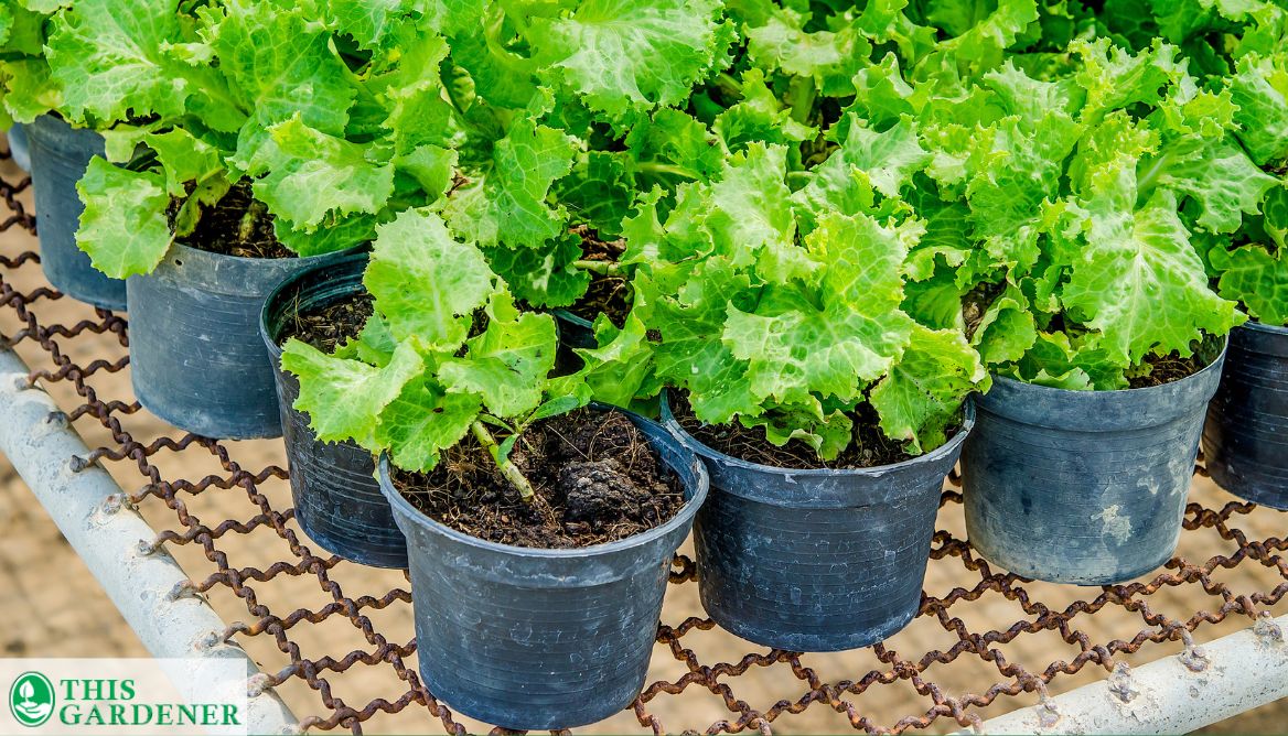 Best 10 Gallon Grow Bags Top4 Grow Bags With Verdict