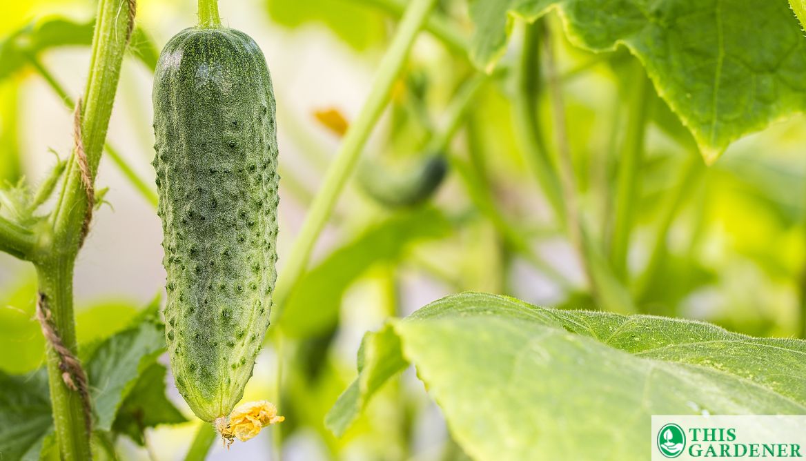 Best Grow Bags For Cucumbers 3 Top Picks For 2023