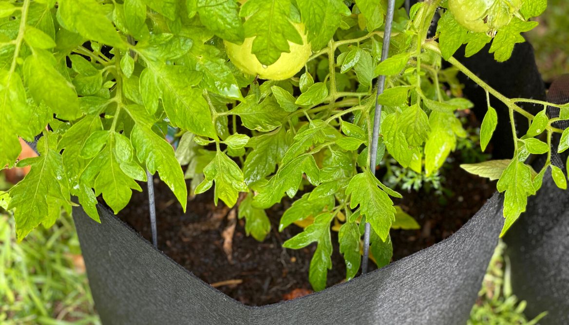 Best Soil For Tomatoes In Grow Bags 6 Soil Types Revealed