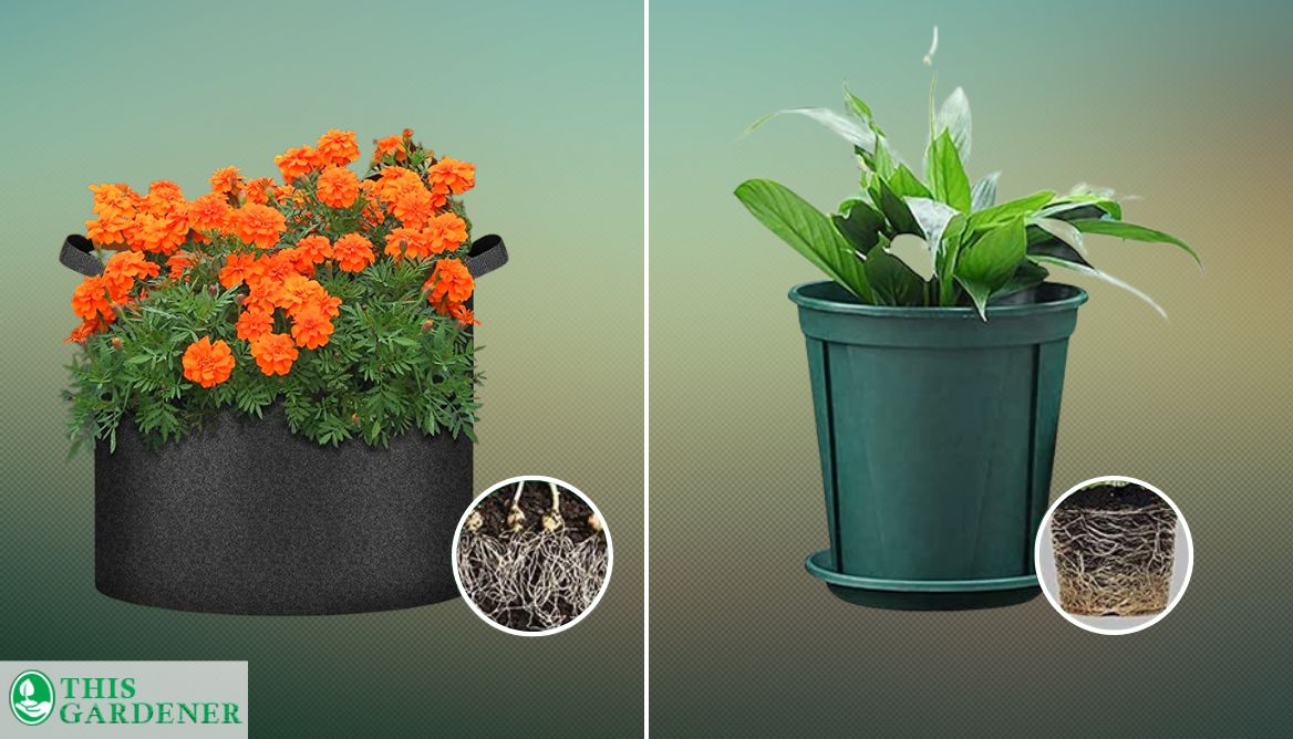 Best Flowers For Grow Bags Top 5 Easy To Grow Flowers!