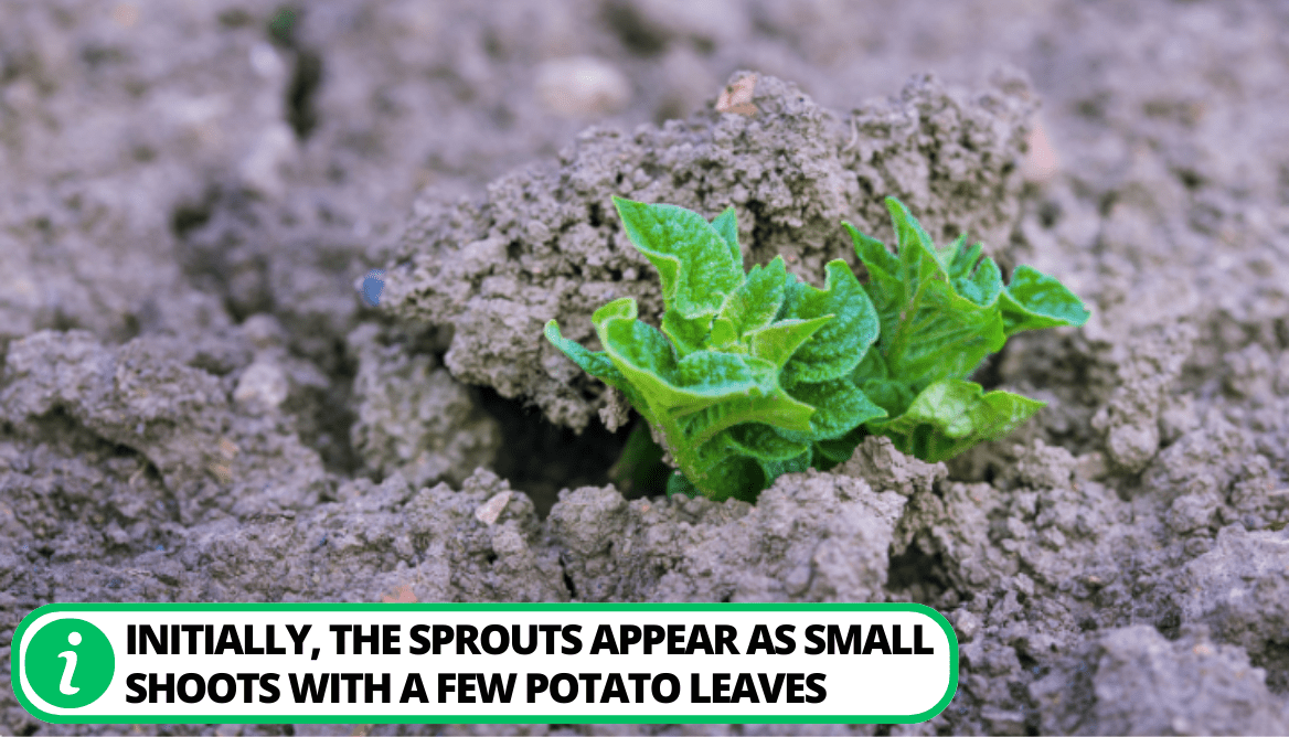 What Do Potato Plants Look Like 3 Types Explained!