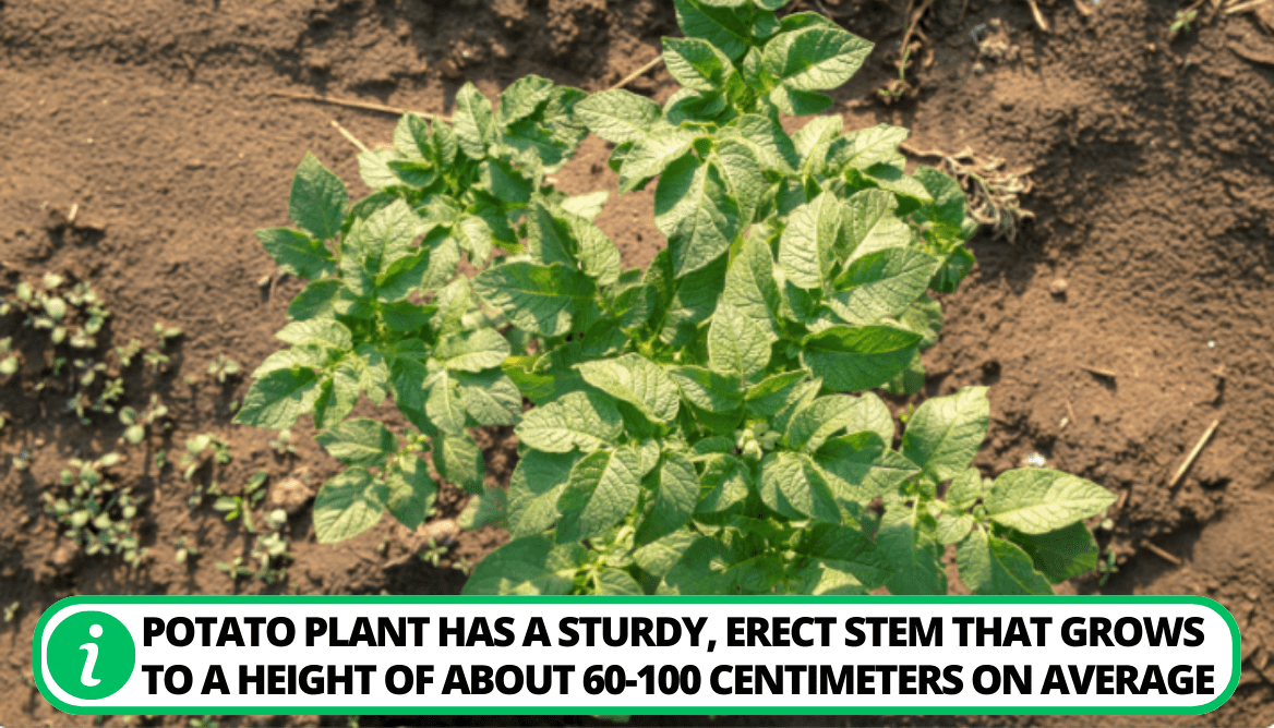 What Do Potato Plants Look Like 3 Types Explained!