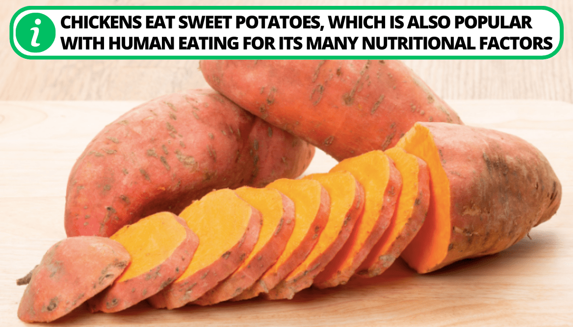 Can Chickens Eat Potatoes Skins 5 Possible Dangers