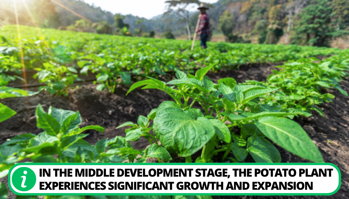 What Do Potato Plants Look Like 3 Types Explained!