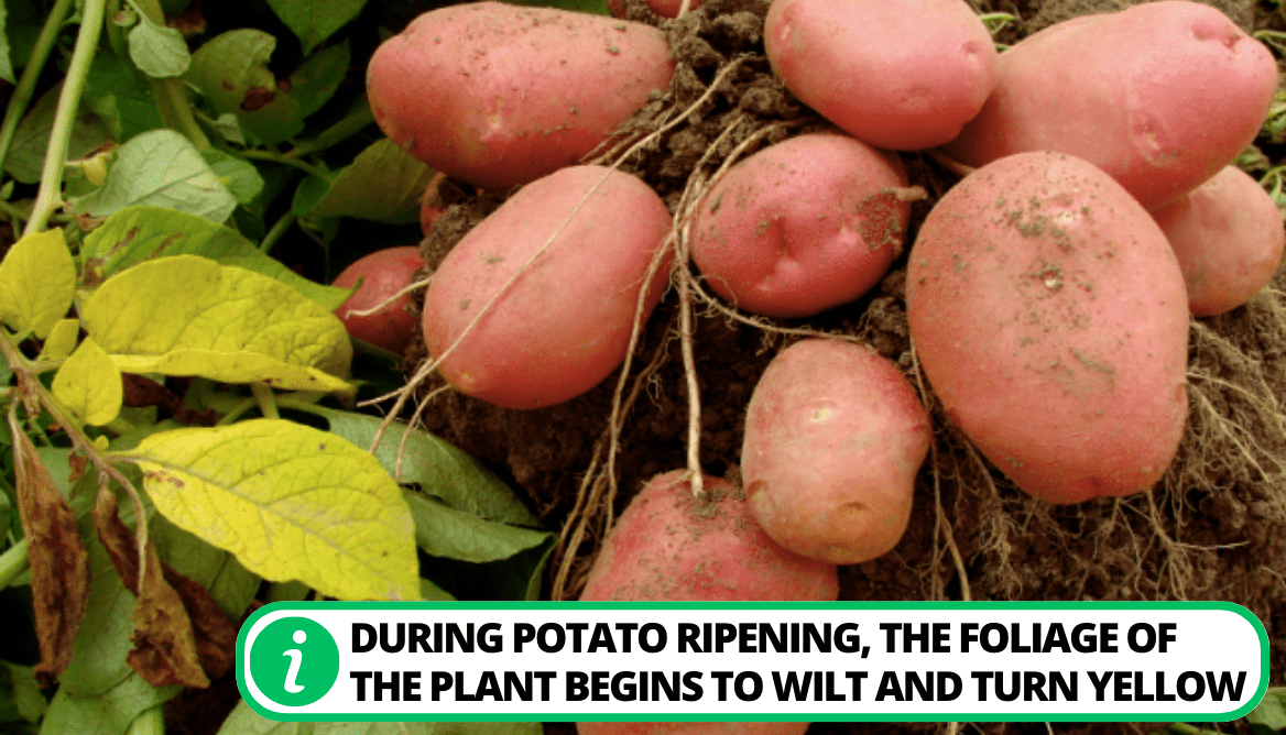 What Do Potato Plants Look Like 3 Types Explained!