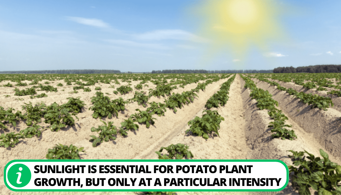 Does Potatoes Need Full Sun 3 Important Things To Know