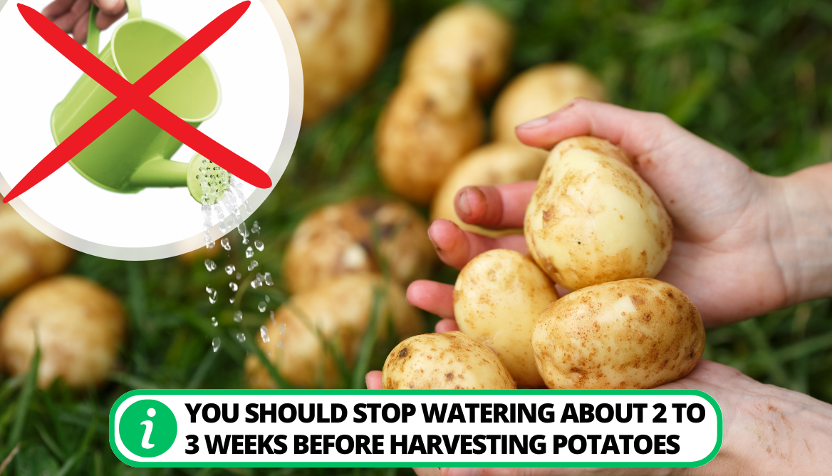 Do You Wash Potatoes Before Storing 4 Important Points