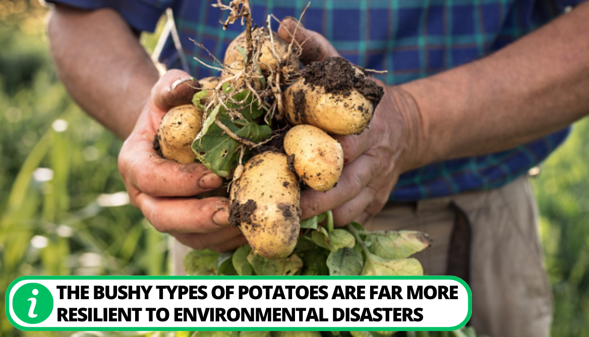 Potato Plant Falling Over 10 Important Reasons To Know