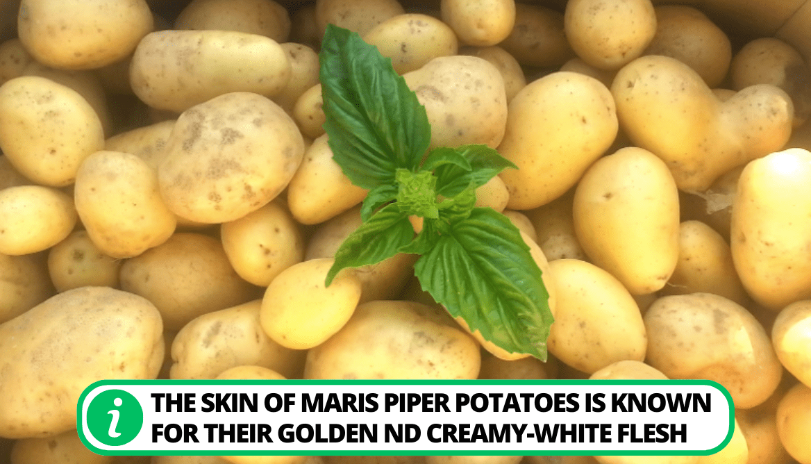 Maris Piper Potatoes 8 Important Features