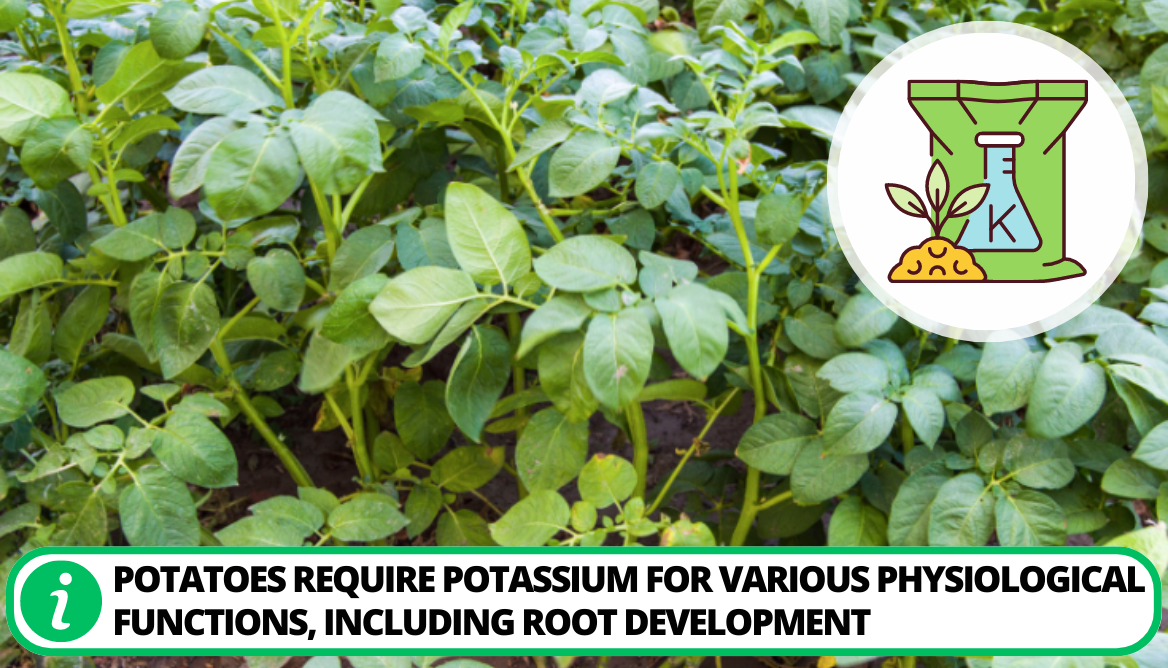 Potato Leaves Turning Yellow 4 Easy Preventive Tips To Know