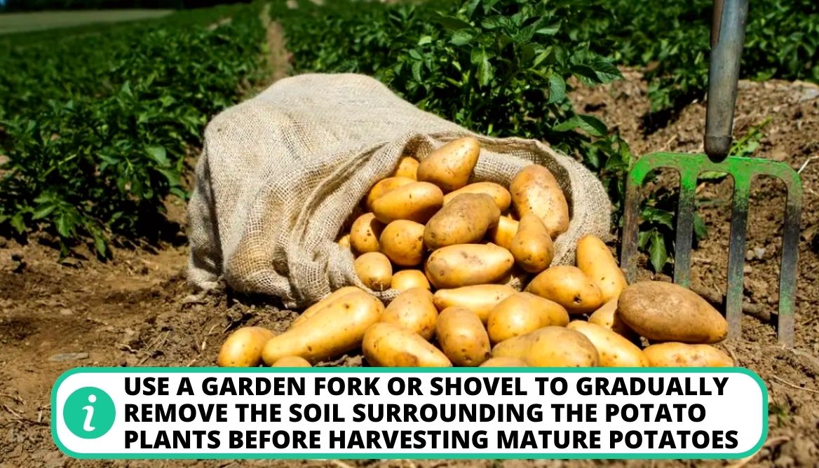 Is It Too Late To Plant Potatoes 3 Important Points