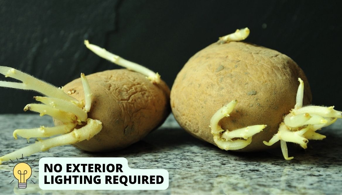 What Are Potato Eyes 4 Important Things You Should Know!