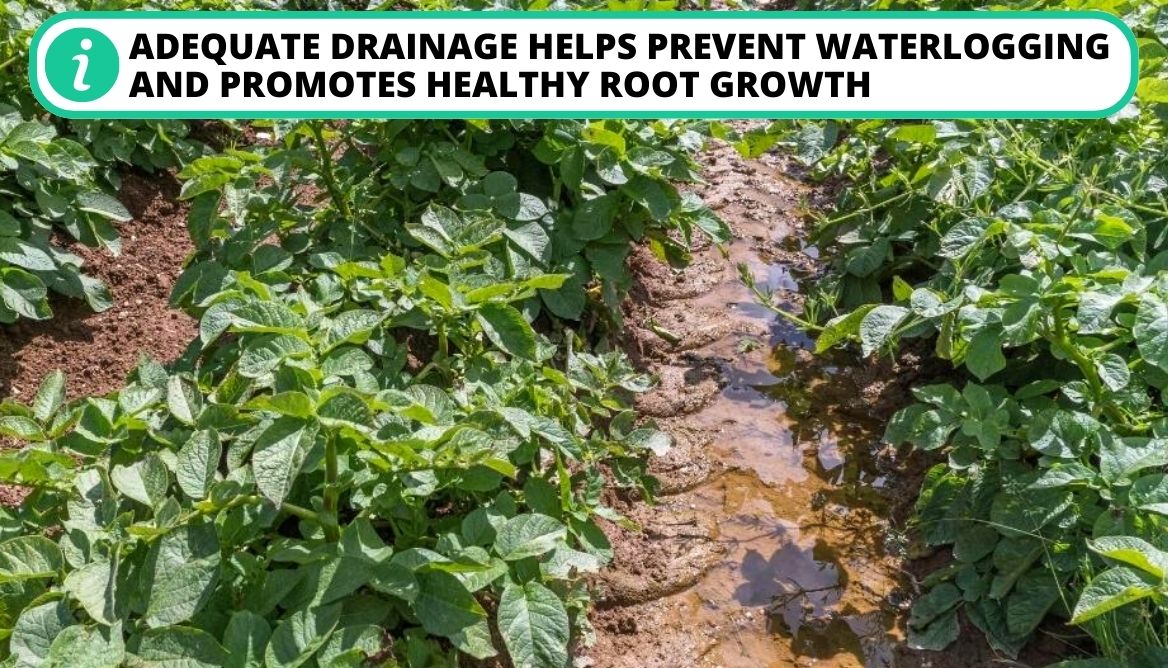 Potato Yield Per Plant 5 Important Things To Increase Yield