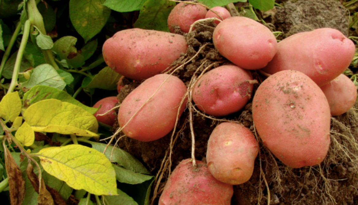 Potato Plant Falling Over 10 Important Reasons To Know