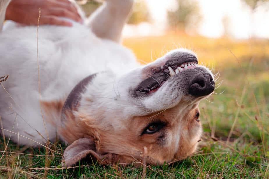 How to Keep Your Dog's Teeth Clean and Avoid Dental Problems