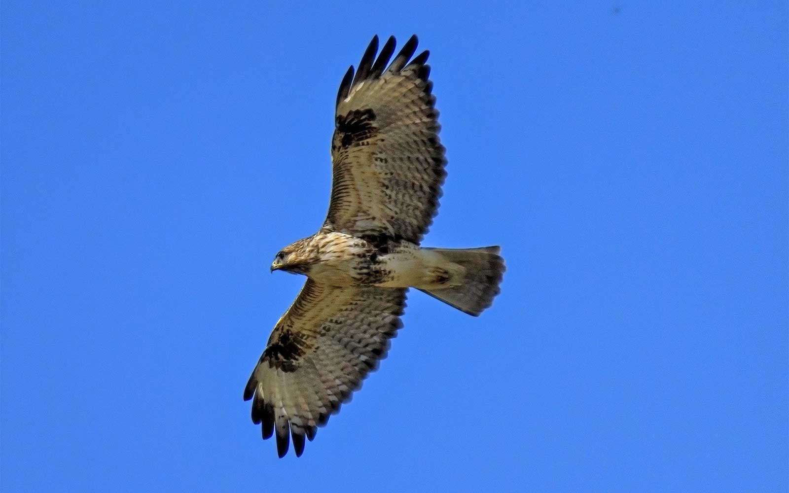 North Dorset Nature Buzzards At Ashmore Woods This is Alfred