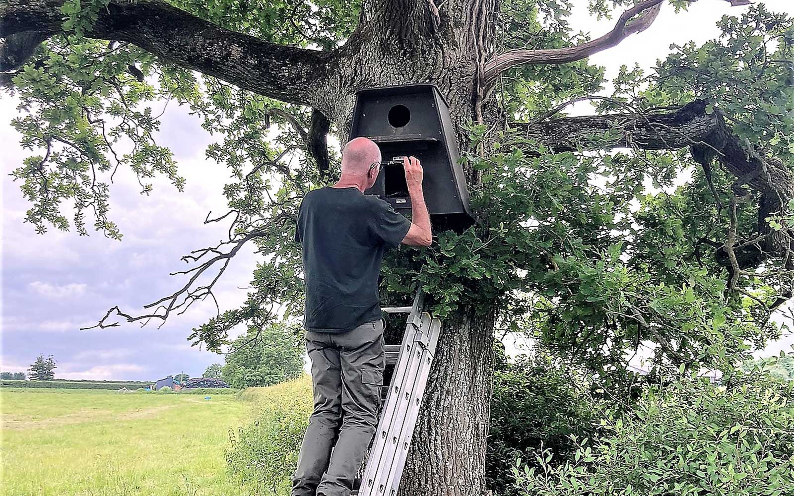 Barn Owl Boost On Farms Near Shaftesbury This is Alfred