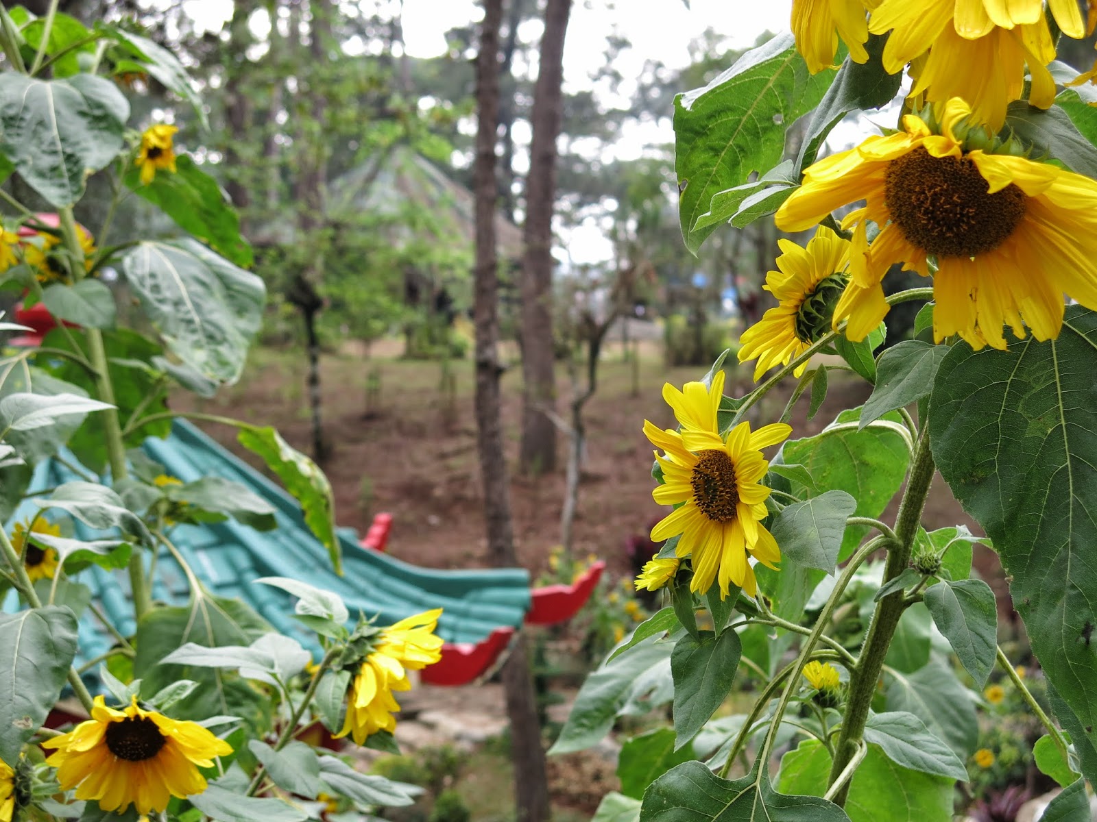 Enjoying the brrrr in Baguio THIS IS BEX