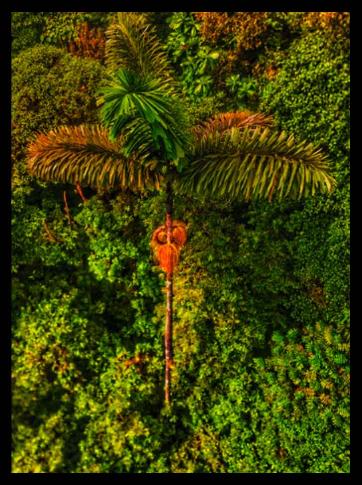 Discovering the Secret Benefits of Chonta Palm The Superfood You've(04)